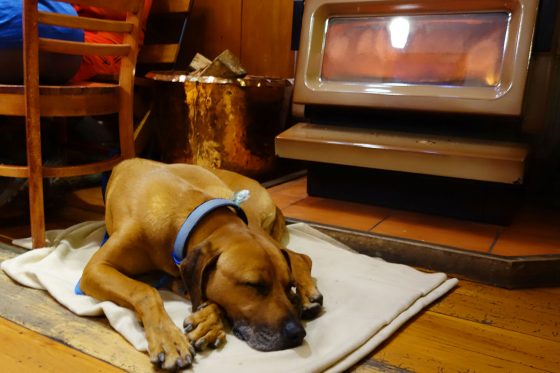 暖炉で眠る犬