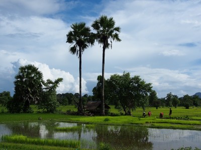 東南アジアの田園風景
